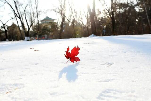 小雪遇大雪，牵念暖人心