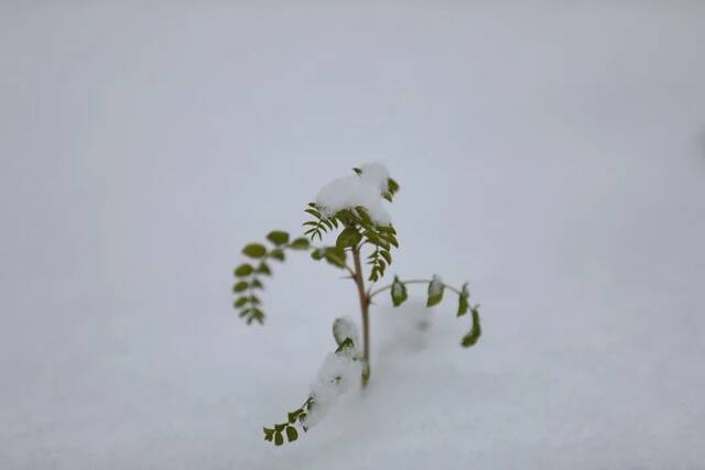 小雪遇大雪，牵念暖人心