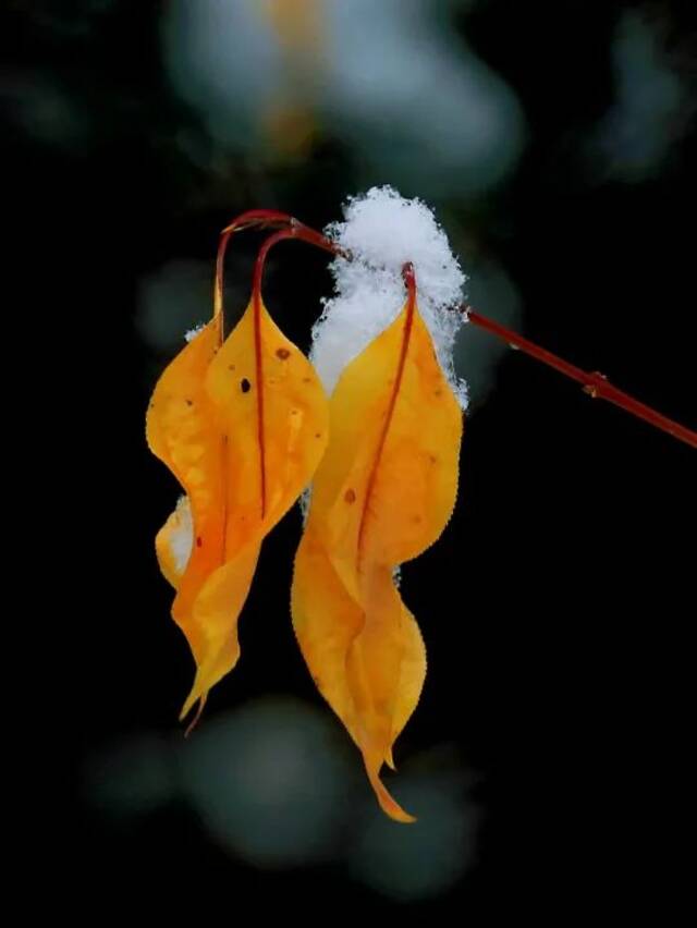 小雪遇大雪，牵念暖人心