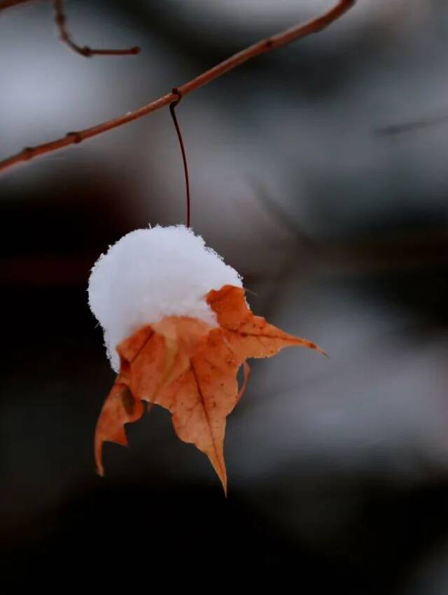 小雪遇大雪，牵念暖人心