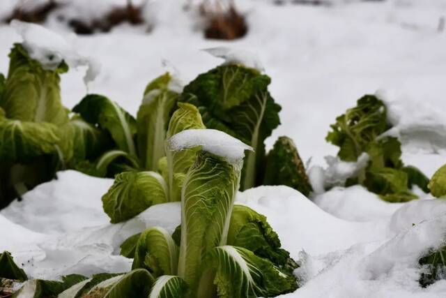 小雪遇大雪，牵念暖人心