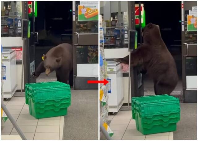 美国加州塔霍湖便利店有一只棕熊闯入淡定翻找食物