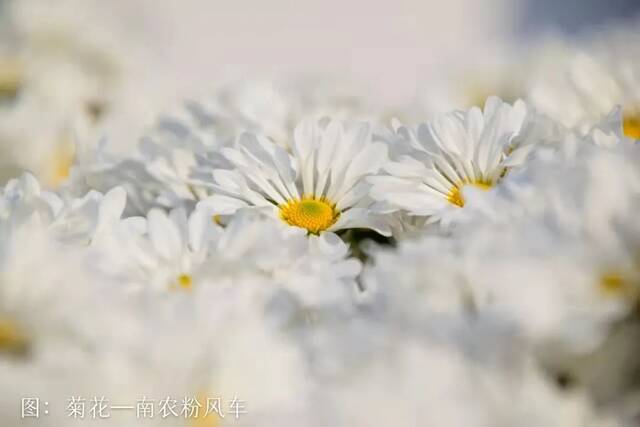 南农节气  小雪寻雪