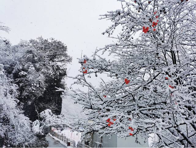 金佛山雪景南川区文旅委供图