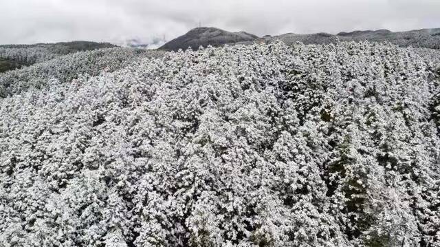 仙女山景区被白雪覆盖武隆仙女山景区供图