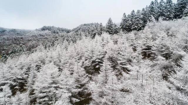 仙女山景区被白雪覆盖武隆仙女山景区供图