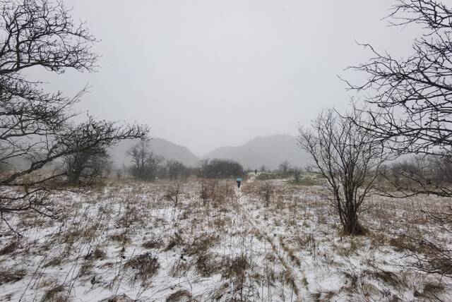 雪花飘落在重庆五里坡世界自然遗产地向君玲摄