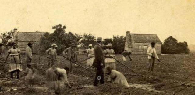 ▲19世纪早期，黑人奴隶们在美国南卡罗莱纳州的海岛劳作，白人农场主西装革履、冷眼旁观。该照片收藏于美国国会图书馆。