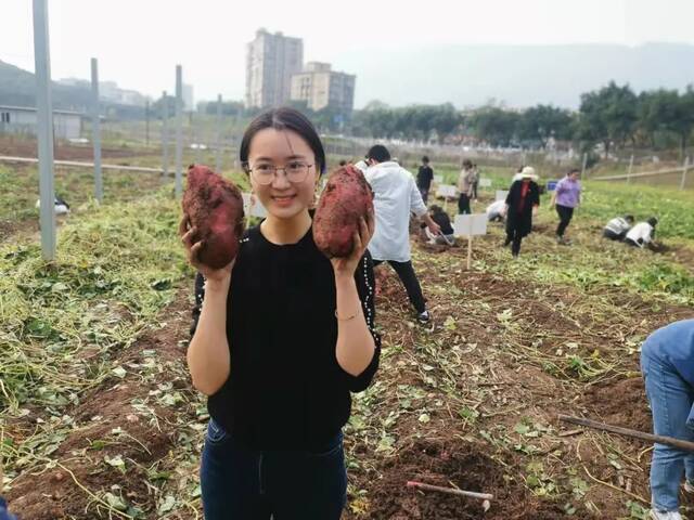 学生自己种植红薯比拳头还大。赵勇摄