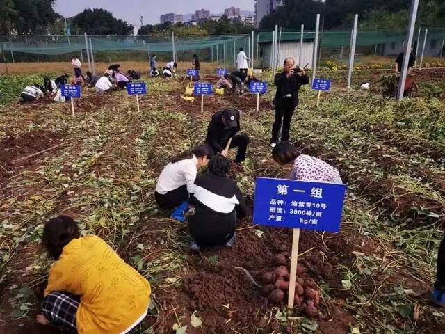 同学们在地里挖红薯赵勇摄