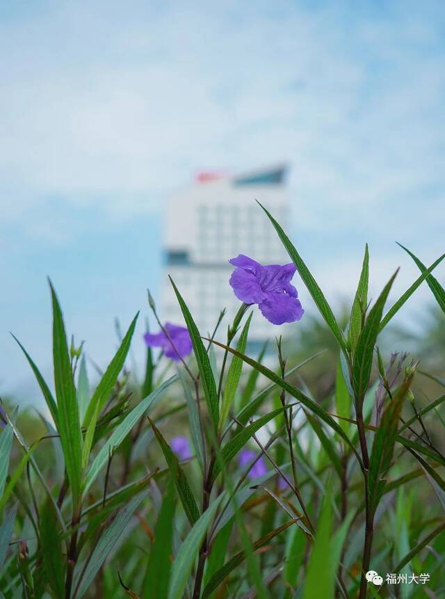 （詹旭鹏陈祺骏摄）