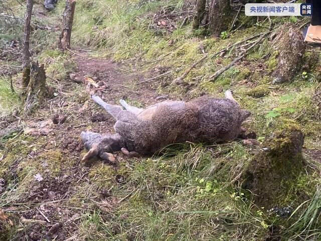 四川甘孜破获一起猎杀国家一级保护动物案 5人被捕