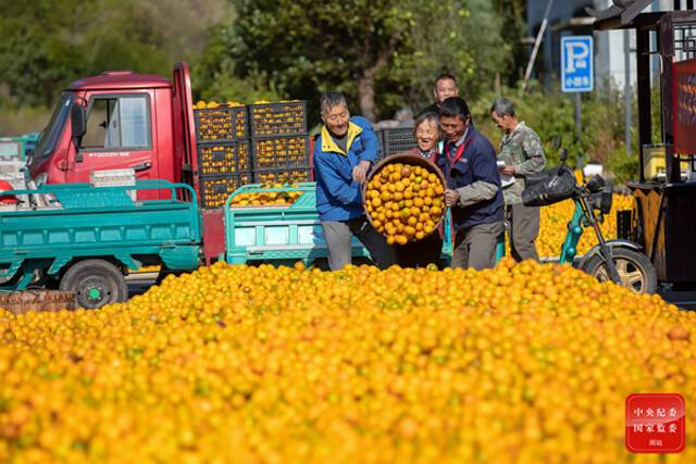 初冬时节，杭州市淳安县界首乡15000余亩生态柑橘园柑橘喜获丰收，柑橘采收工作有序开展，水果经销商到村头现场收购，橘农脸上洋溢着丰收的喜悦。（杭州市淳安县纪委监委供毛勇锋摄）