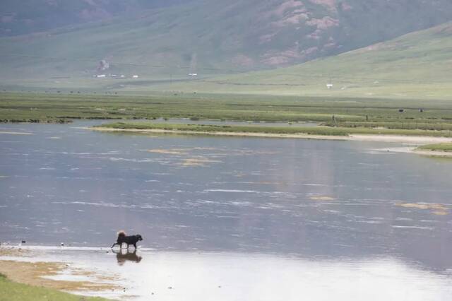 湿地边的流浪藏獒图/受访者提供