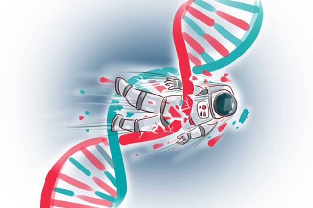 美国NASA宇航员史考特在国际太空站待了340天，回到地球后他和基因相同的双胞胎兄弟进行比对，结果显示史考特“免疫系统和DNA修复功能”出现突变，是无法恢复的永久损伤。人民视觉供图
