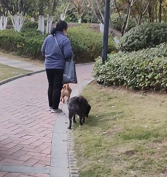 11月22日，小区内有居民在遛狗