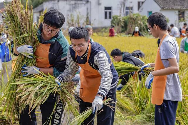 割稻子、烤红薯、土灶饭…… 交大这门课，上到田间地头！