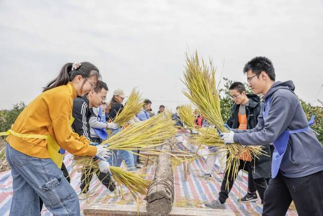 割稻子、烤红薯、土灶饭…… 交大这门课，上到田间地头！