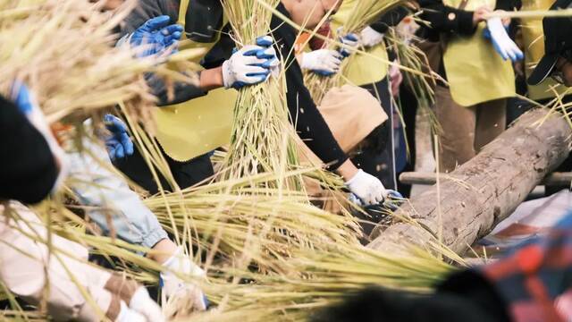 割稻子、烤红薯、土灶饭…… 交大这门课，上到田间地头！