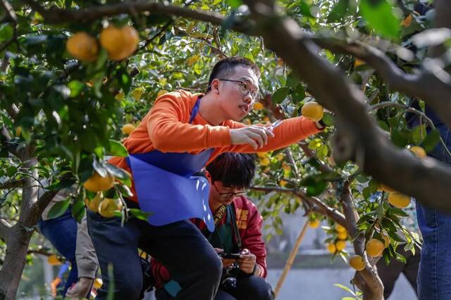 割稻子、烤红薯、土灶饭…… 交大这门课，上到田间地头！