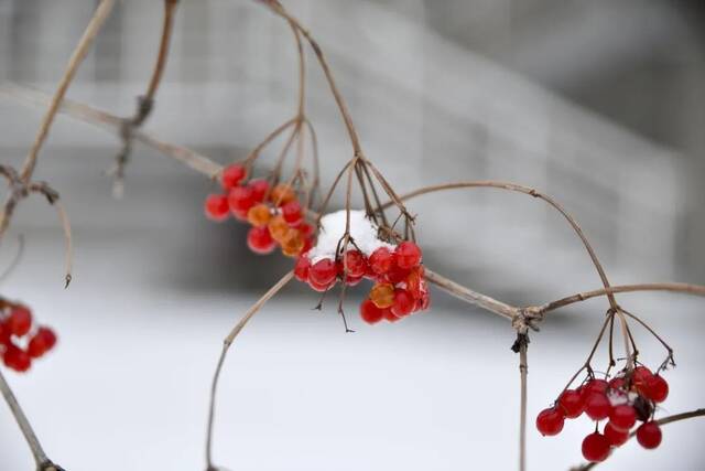 东农——月色与雪色之间，你是第三种绝色