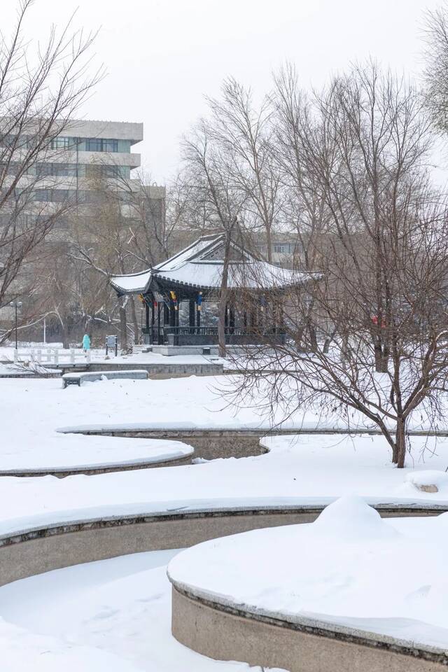 东农——月色与雪色之间，你是第三种绝色