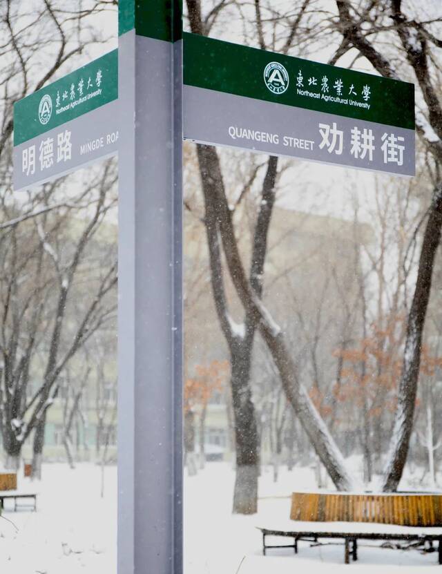 东农——月色与雪色之间，你是第三种绝色