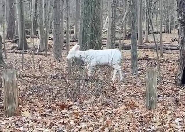 美国北卡罗莱纳州德罕出现一只白化鹿一般人一生难得一见