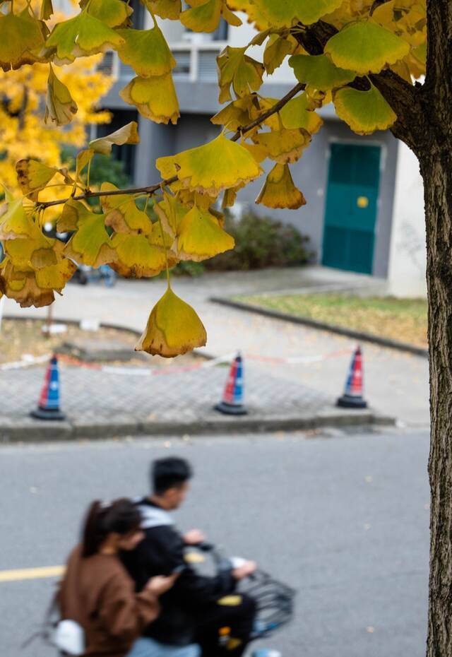 青翠、火红、金黄……在江南，赏多彩秋色！