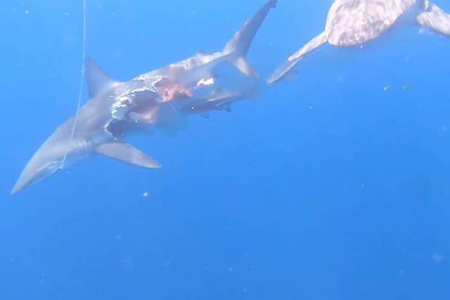 西班牙海岸黑边鳍真鲨惨遭公牛鲨吃掉一大半仍然不断游走奋力猎食