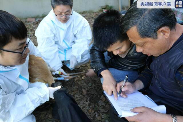 鄱阳湖保护区首次为白鹤佩戴卫星跟踪器并成功放飞