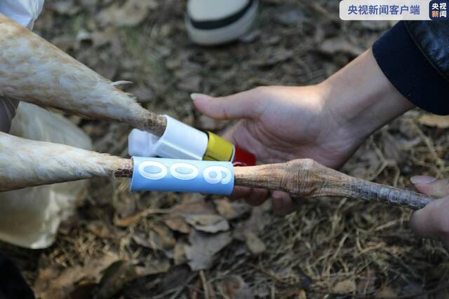 鄱阳湖保护区首次为白鹤佩戴卫星跟踪器并成功放飞