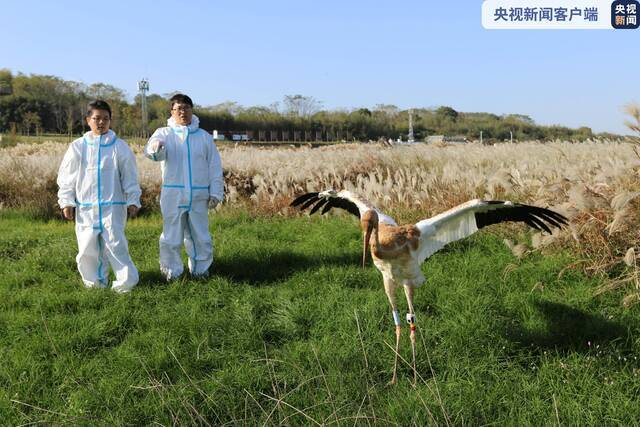 鄱阳湖保护区首次为白鹤佩戴卫星跟踪器并成功放飞