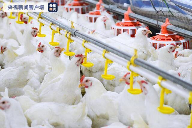 实现“吃鸡自由”！我国首批自主培育的白羽肉鸡品种正式通过审定