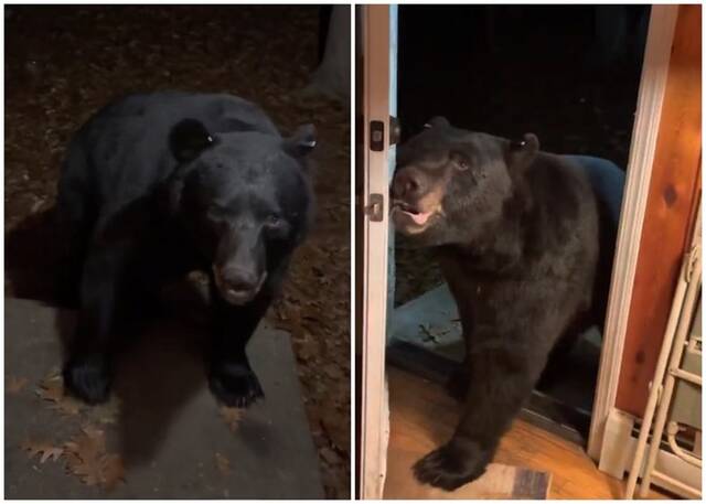 美国新泽西州弗农黑熊夜晚登门造访听屋主要求关门离开