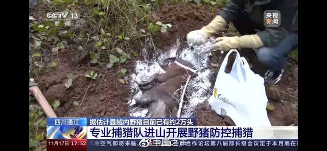 野猪尸体无害化处理图片来源：央视新闻