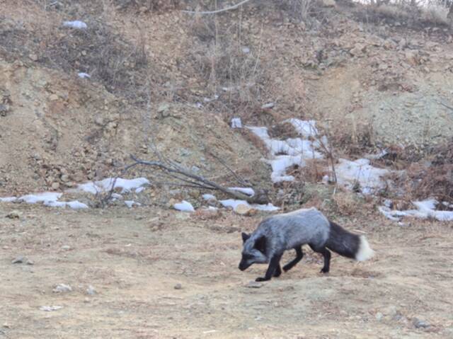 罕见银黑狐现身门头沟，专家：非法放生对本地物种十分不利