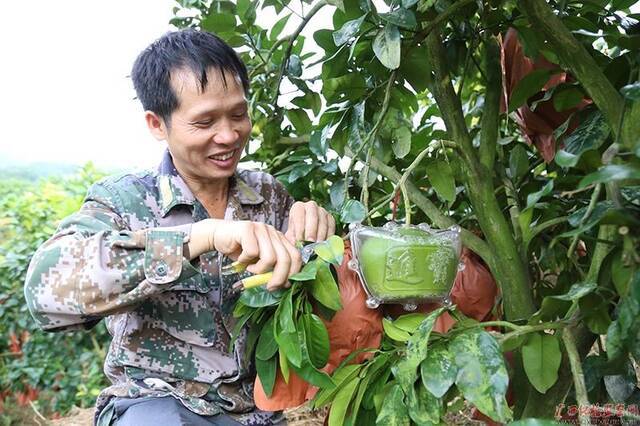 种植能手覃亚林忙着修剪红心香柚的枝叶，脸上洋溢着丰收的喜悦。（陈光科/摄）