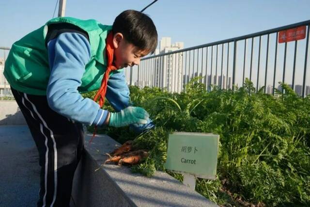 11月24日，上海华东师范大学附属进华中学学生在“屋顶生态园”里收获胡萝卜。新华社记者刘颖摄