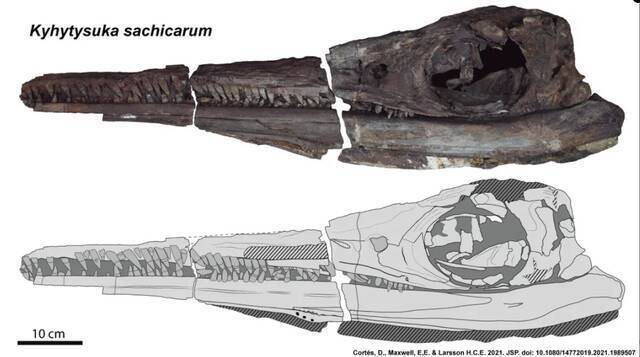 哥伦比亚发现恐龙时代的海洋爬行动物——鱼龙新物种Kyhytysuka sachicarum