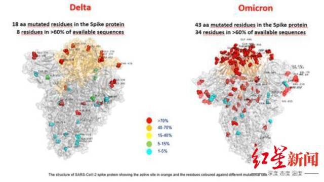 ▲德尔塔毒株与奥密克戎毒株刺突蛋白突变对比图