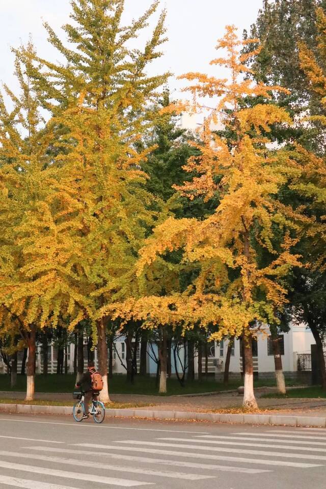 光影交大丨轻寒正是可人天！