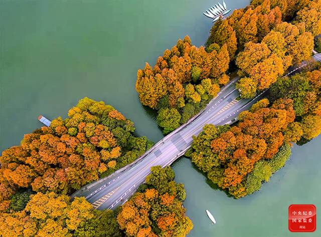 杭州西湖杨公堤，小船穿行绿色湖面，两岸的梧桐、红枫、水杉等林木迎冬“换色”、层层叠叠，航拍之下色彩斑斓，分外美丽。(杭州市纪委监委供项军  摄)