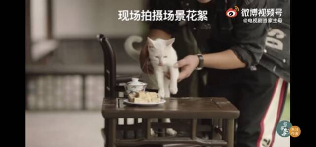 “当家主母”猫咪事件再升级