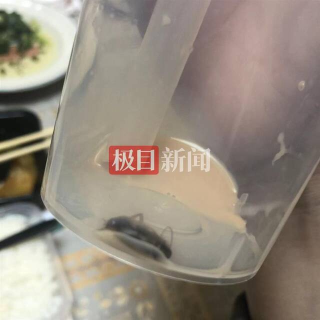 奶茶中出现蟑螂（受访者提供）