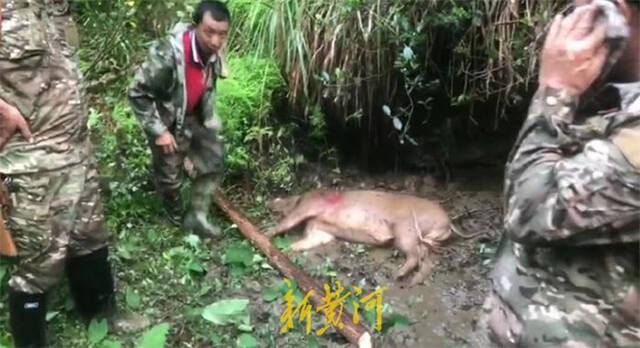 野猪泛滥背后：狩猎组织注册数量增多，村民面临申请赔偿难题