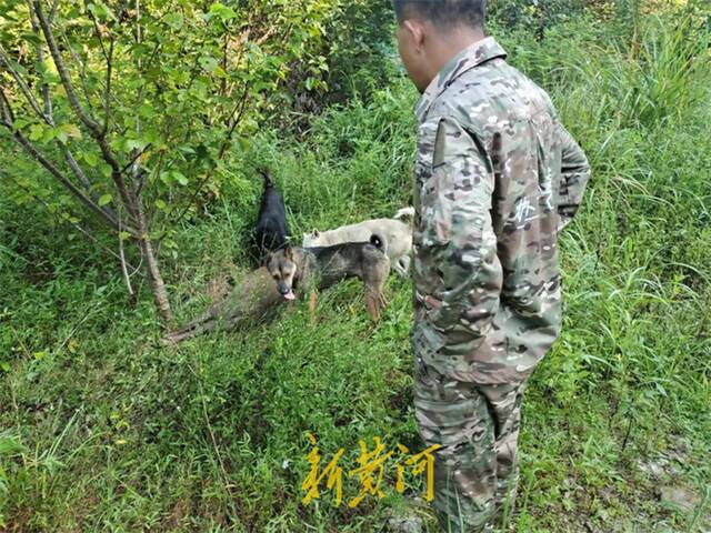 野猪泛滥背后：狩猎组织注册数量增多，村民面临申请赔偿难题