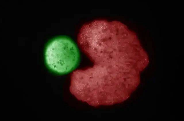 吃豆人形状的异形机器人推动松散的细胞形成一个新的细胞簇