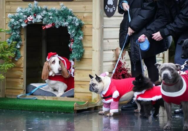 当地时间2021年12月1日，英国利物浦，爱狗人士给狗狗扮上圣诞服装。视觉中国供图