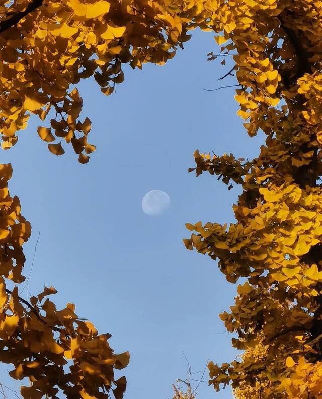 百里挑一！等你Pick最美的银杏照片